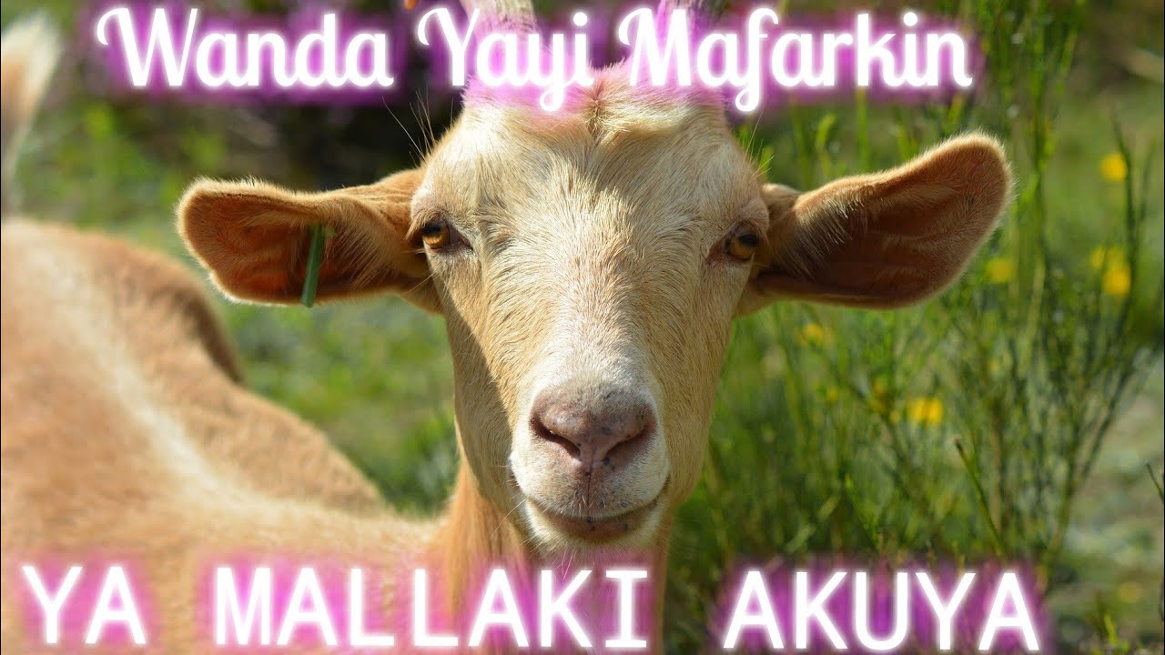 Wanda Yayi Mafarkin Ya Mallaki Akuya