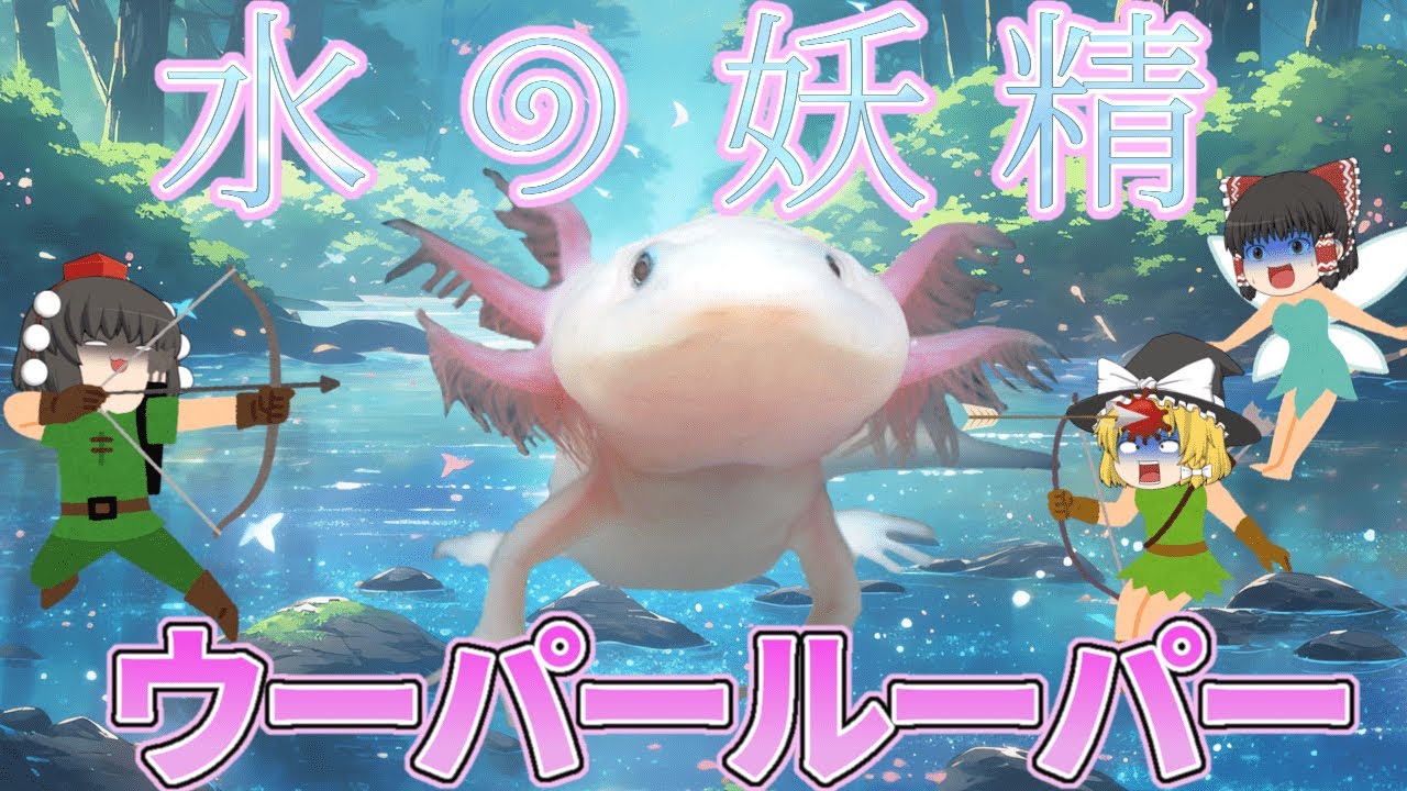【ゆっくり解説】水の妖精！ウーパールーパー