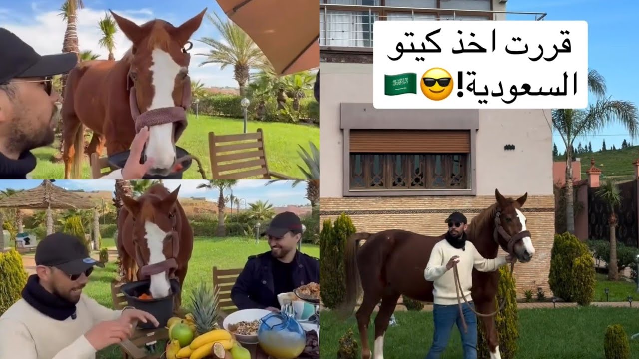 فطور مغربي مع الخيل أمام المسبح تجربة مختلفة 🇲🇦فاخر ما توقعت الفطور يكون كذا! فطور مغربي مع الخيل 😮🐎