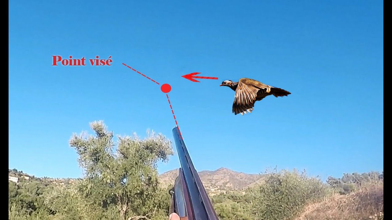 Chasse Perdrix avec explication de tirs