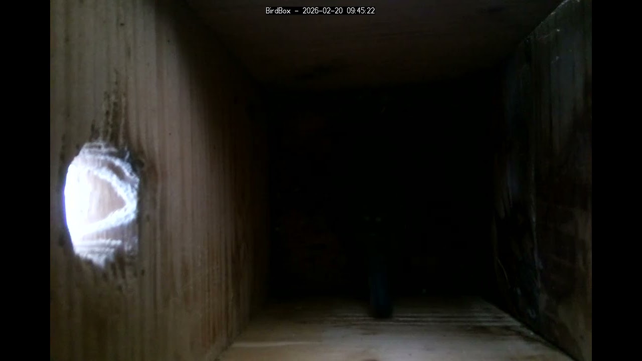 Birdbox - 2026-02-20