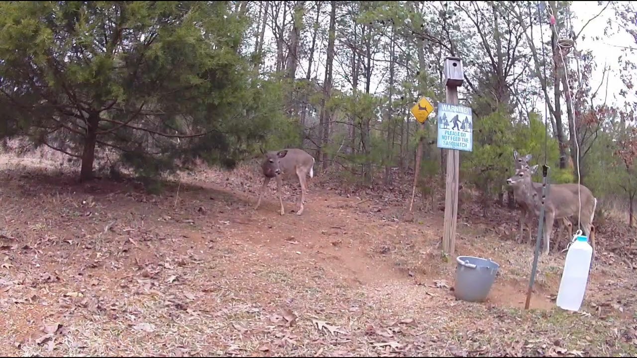 Fred’s food relocated, the deer are PIGS.￼2/18/26
