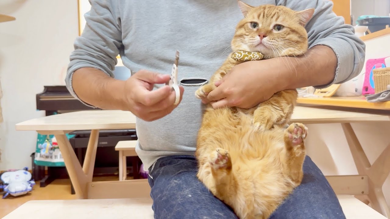 王者の風格漂うぽっちゃり猫の爪切り。