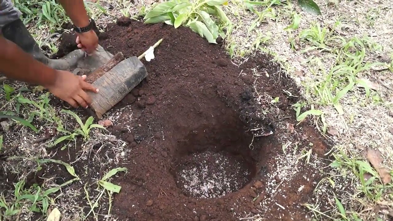 Establecimiento y Prácticas para la Siembra de Aguacate. #CulturAgro #INTA