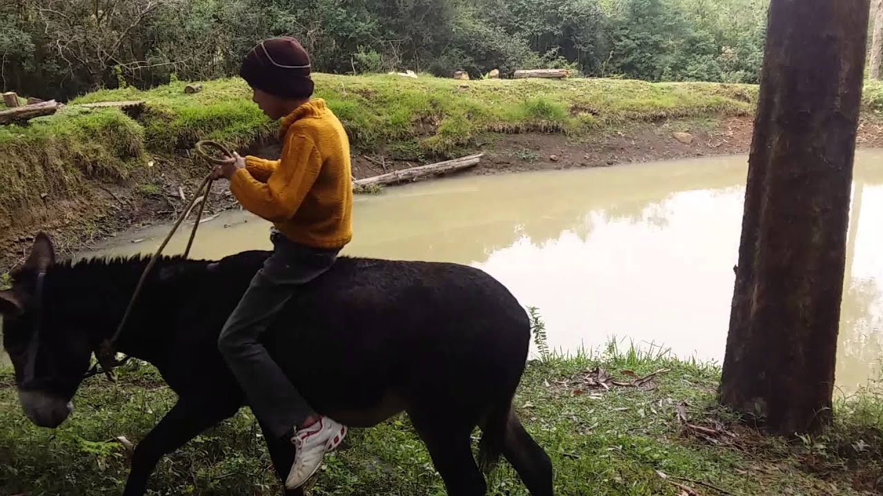 (Tombo do burro)
