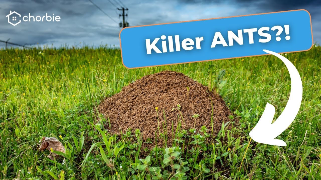 How to Deal with FIRE ANTS in Your Yard (Expert Shares Pest Control Tips)