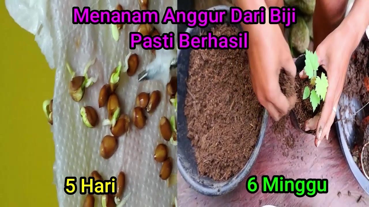 CARA MENANAM ANGGUR DARI BIJI 99% PASTI BERHASIL-CARA MENANAM ANGGUR DARI BIJI ANTI GAGAL