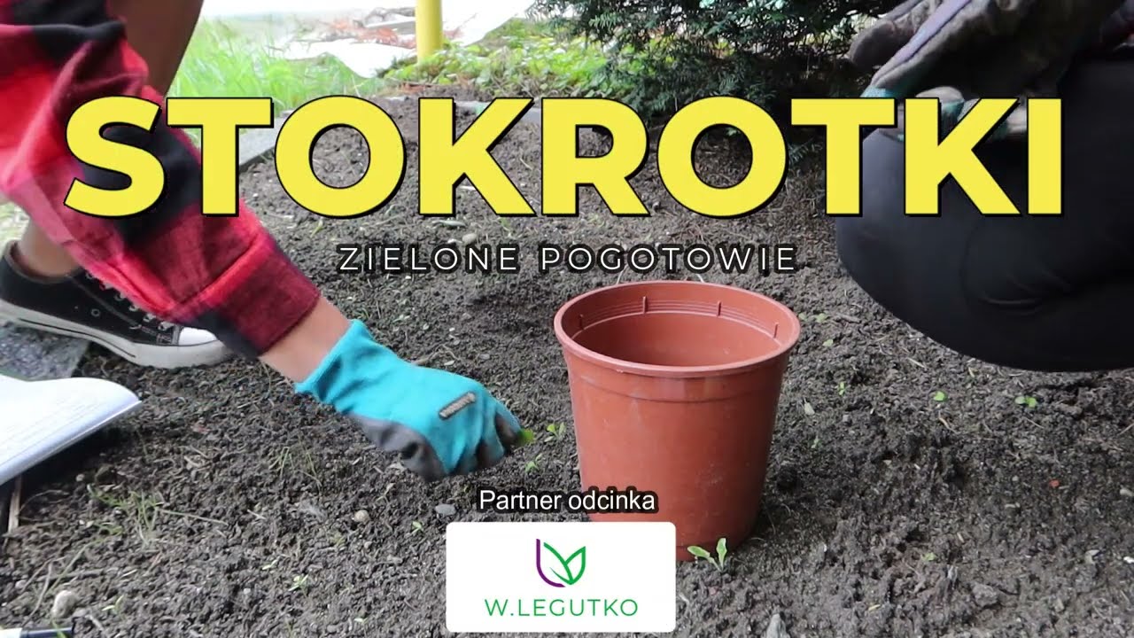 Wysiew stokrotek - łąka kwietna ze stokrotek na wiosnę