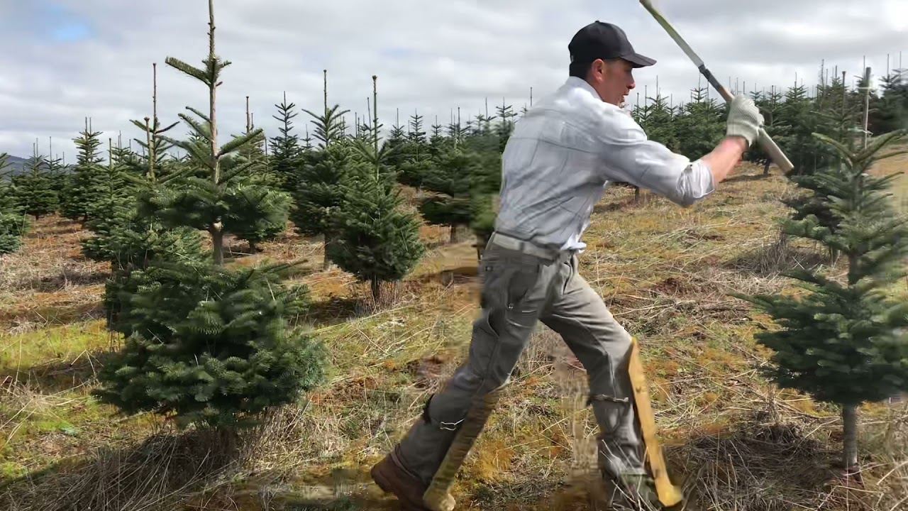 Cuanto se gana en este trabajo (Oregón)