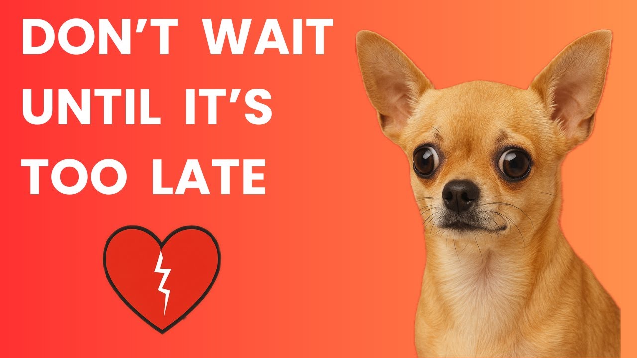 Why Acting Early Saves Lives: Heart Murmurs and Mitral Valve Disease in Dogs