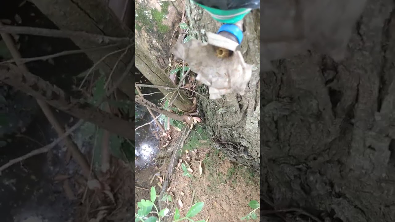 Linda Manduri preta, e pequena na grande e grande na pequena Borá e Jataí.