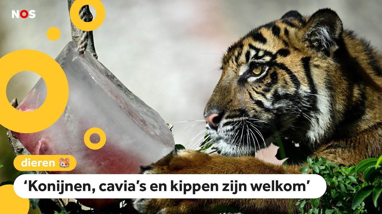 Deense dierentuin: doneer je huisdier als voedsel voor de roofdieren