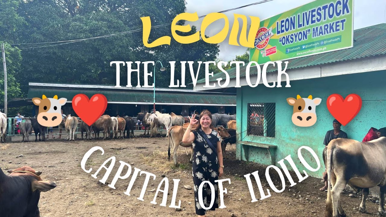 LEON, THE LIVESTOCK CAPITAL OF ILOILO | LIVESTOCK HUNTING IN ILOILO | SOLLE'S GANDANG BUHAY