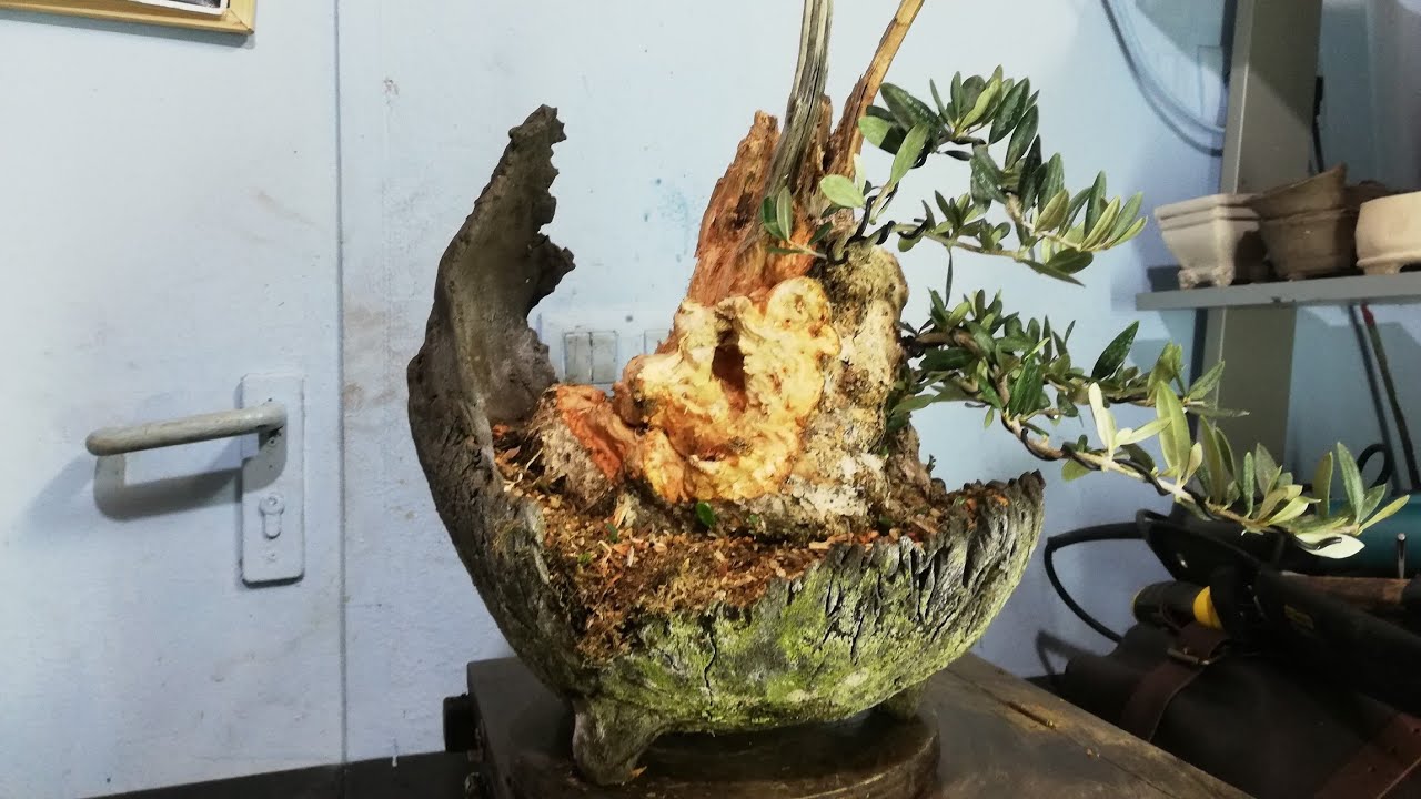 Trabajo de madera de este olivo en kurama