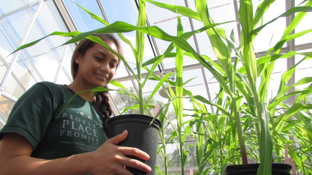 University of Hawaii at Manoa's Tropical Agriculture and the Environment Program
