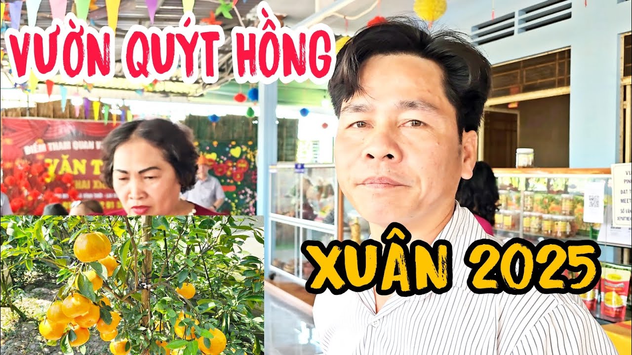 VƯỜN QUÝT HỒNG XUÂN 2025 TUYỆT ĐẸP NHƯ TRANH VẼ #MH.MGYT
