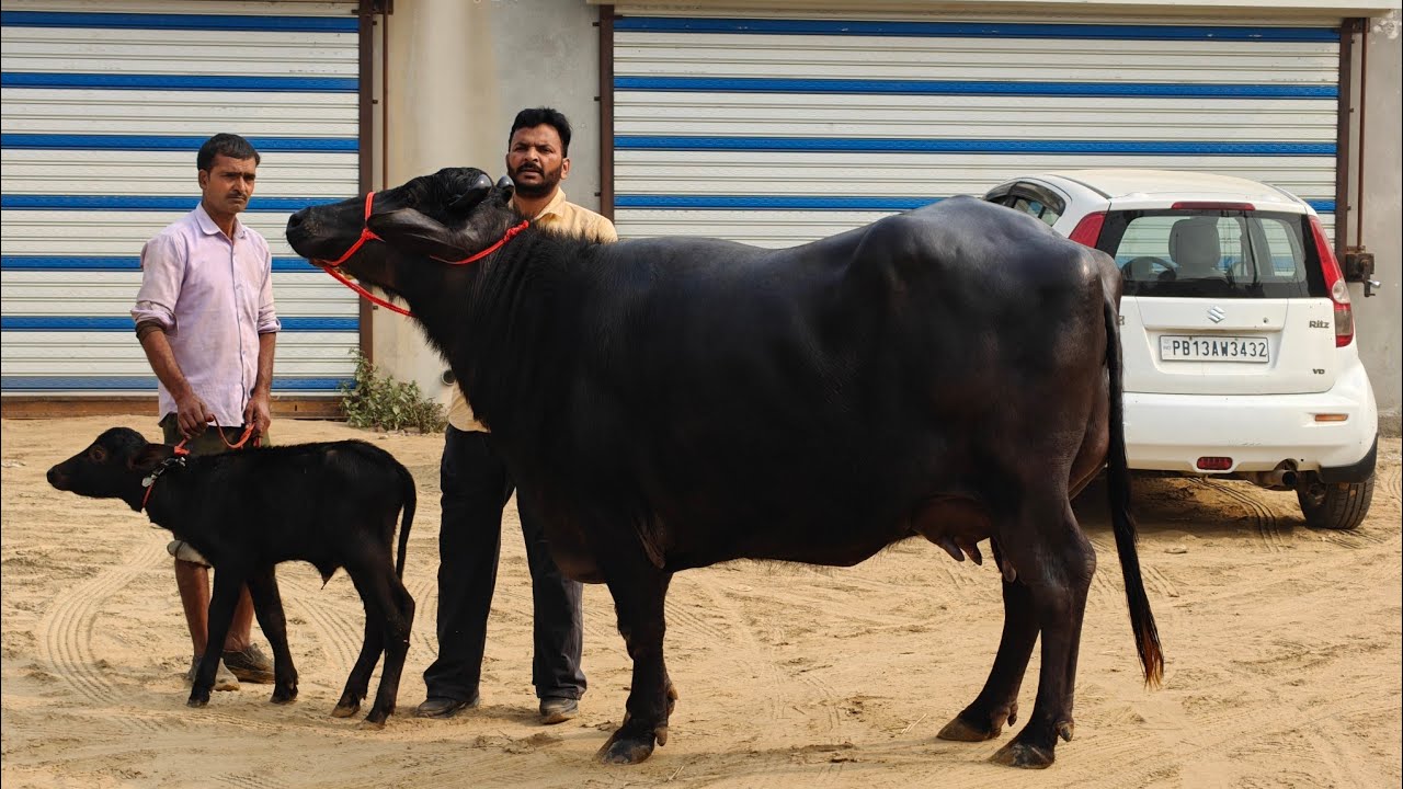 9 ਪਸ਼ੂ ਵਿਕਾਊ ਸਰਪੰਚ ਵੀਰ ਸਿੰਘ ਡੇਅਰੀ ਦੇ, 9 Animals for sale 