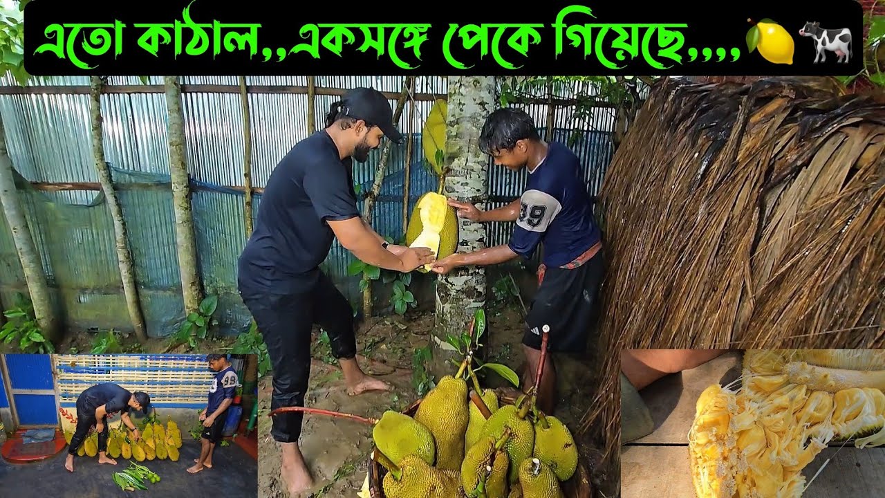 এতো কাঠাল,,একসঙ্গে পেকে গিয়েছে,,,,🍋🐄
