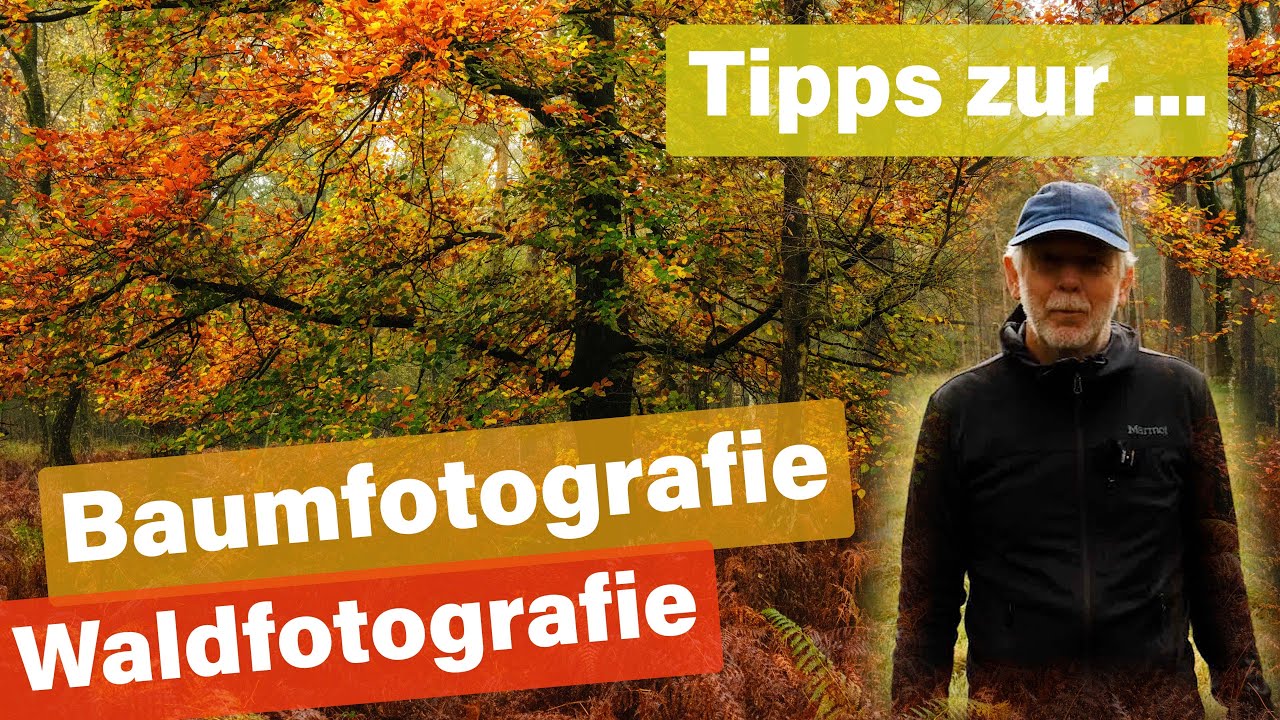 Wald- und Baumfotografie im Herbst | Landschaftsfotografie | FUJI X-T5