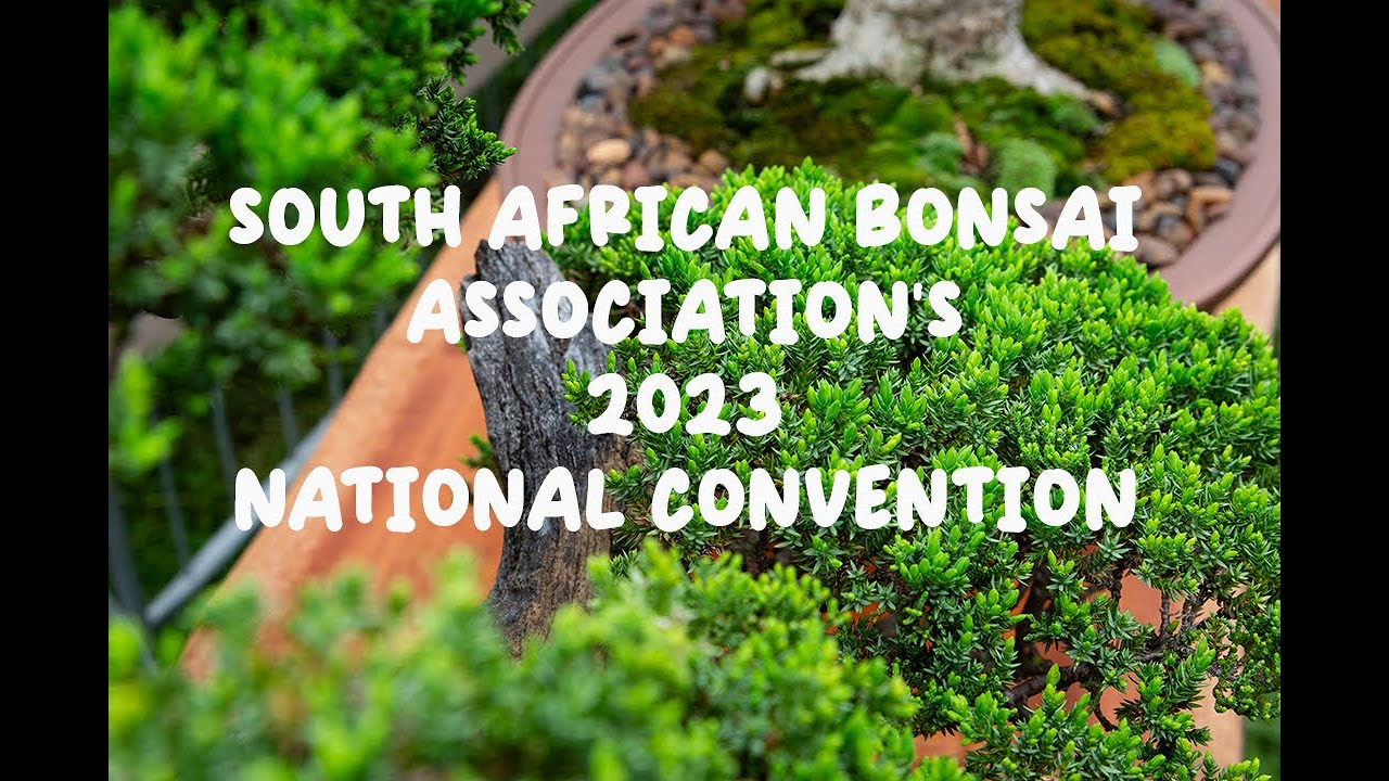 A walk through of the South African Bonsai Association's 2023 Convention
