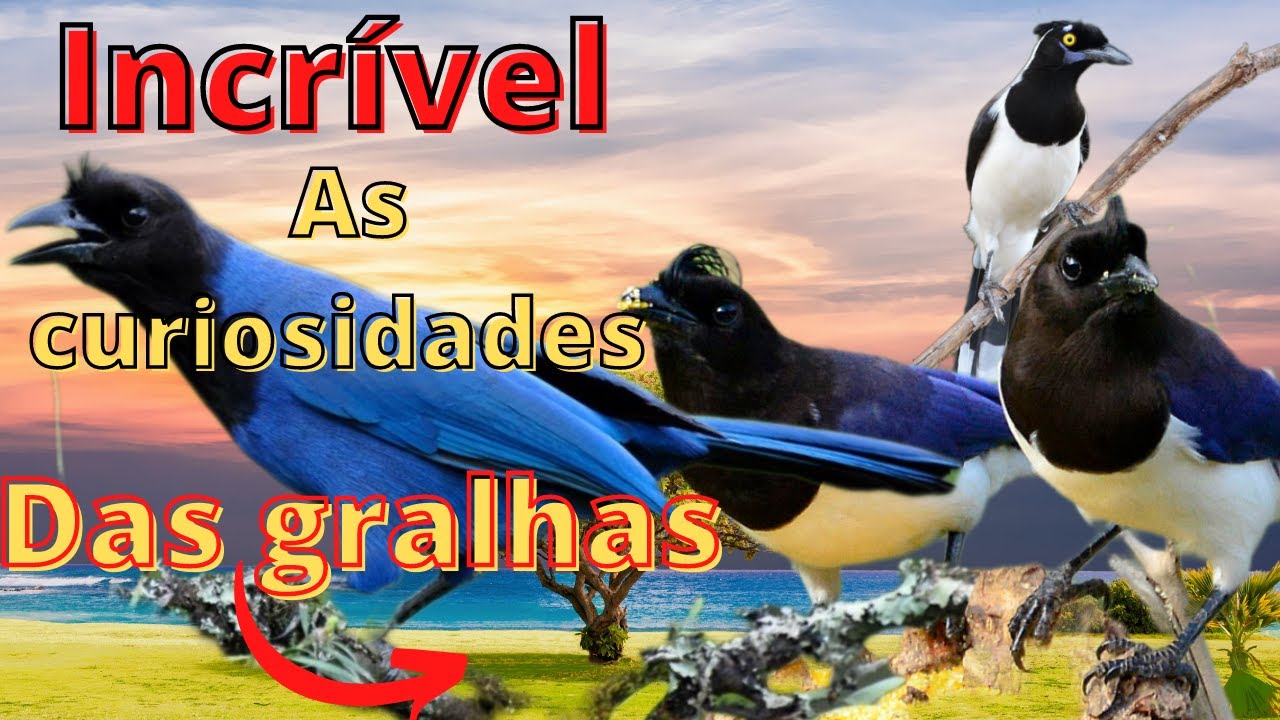 Incrível As gralhas vejam isso é as suas curiosidades sobre a vida das gralhas/rooks