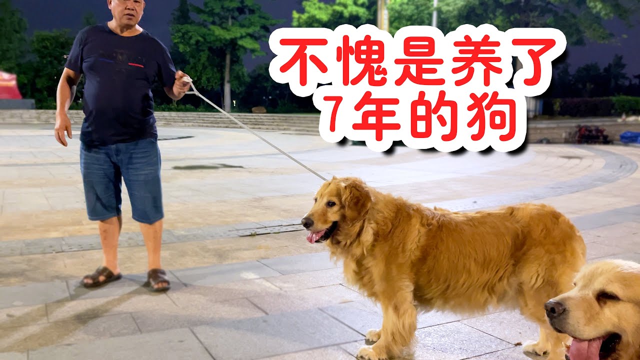 养了7年的金毛谁也拐不跑，反观养了两年的...