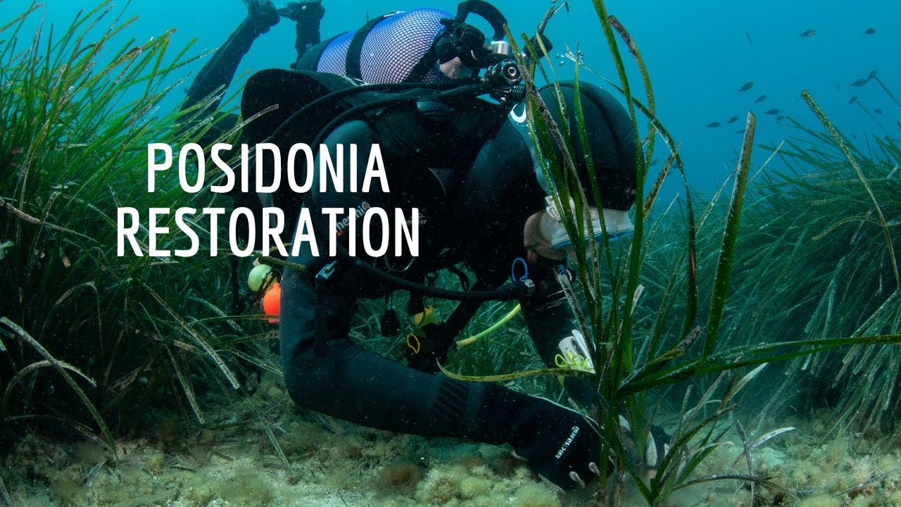 Projet PRIME de NaturDive : restauration des herbiers de posidonie en baie de Cannes