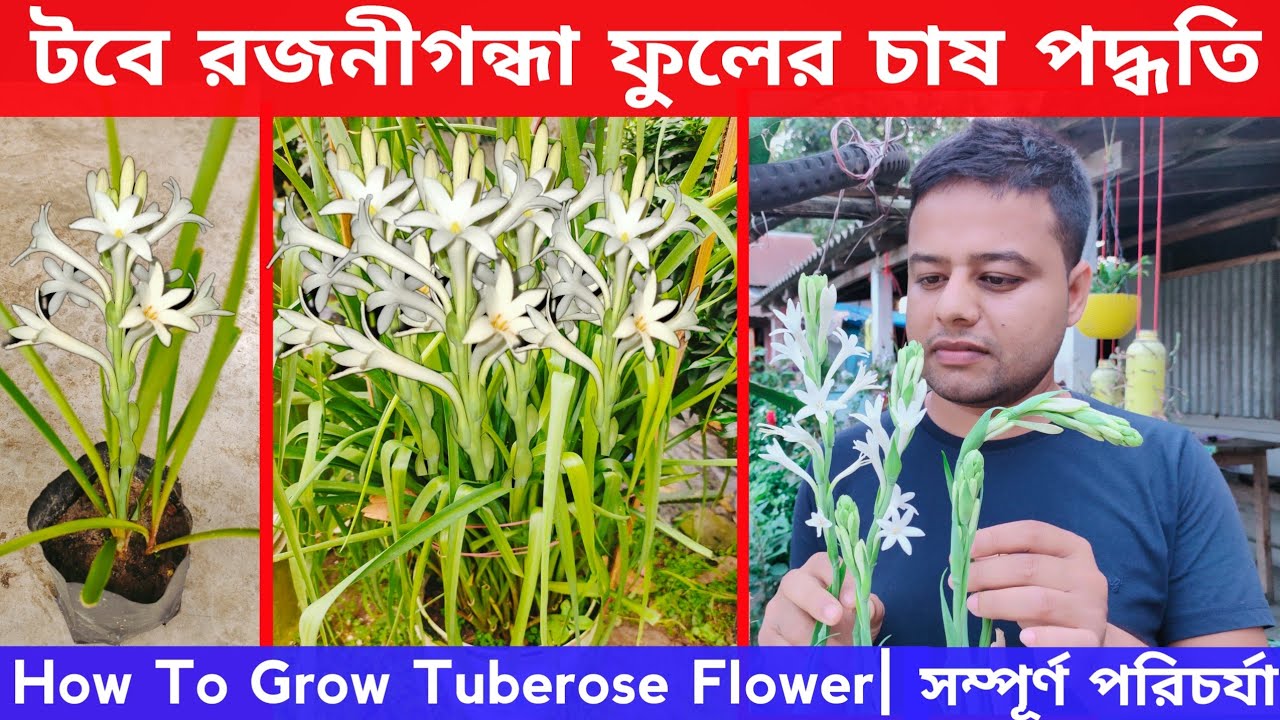 টবে রজনীগন্ধা ফুলের চাষ পদ্ধতি । রজনীগন্ধা ফুলের পরিচর্যা । How To Grow Tuberose Flower in pot ।