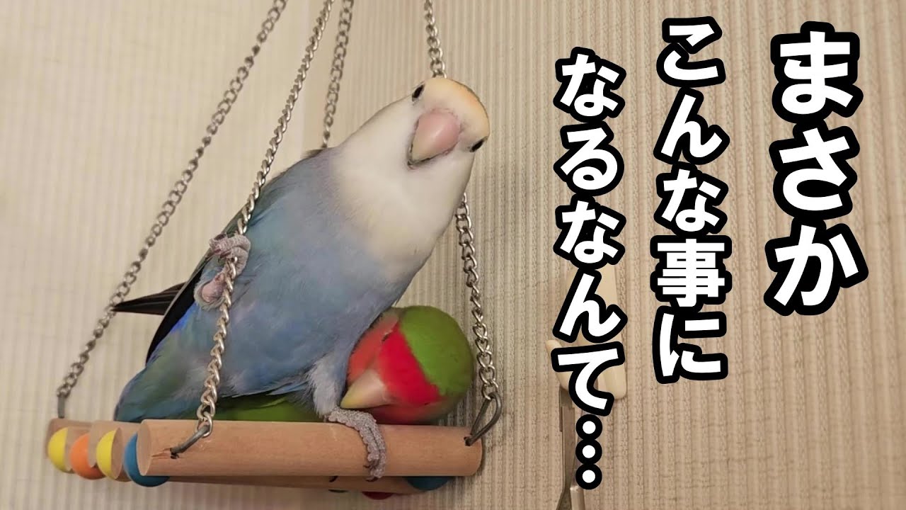 【半年間ペットショップで待っていたコザクラインコの運命】#コザクラインコ#インコ#lovebirds