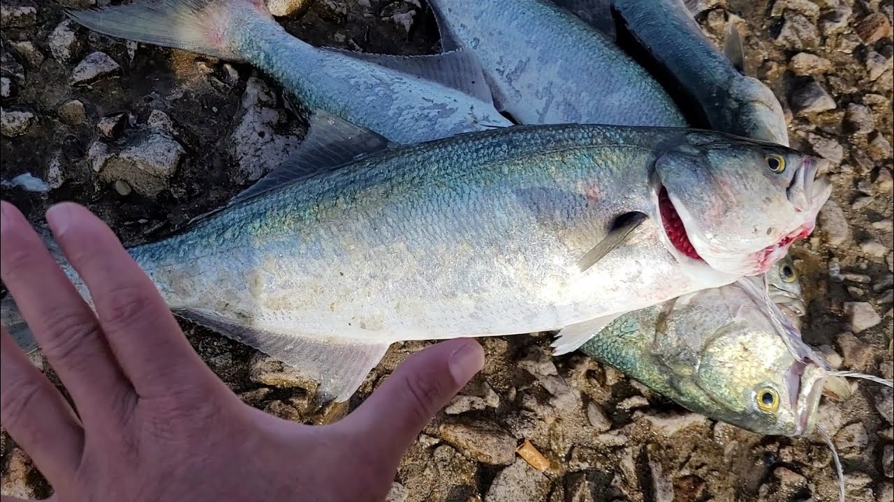 EXPLOSIVA LA PESCA DE HOY SÁBADO (CONSEJOS ÚTILES)