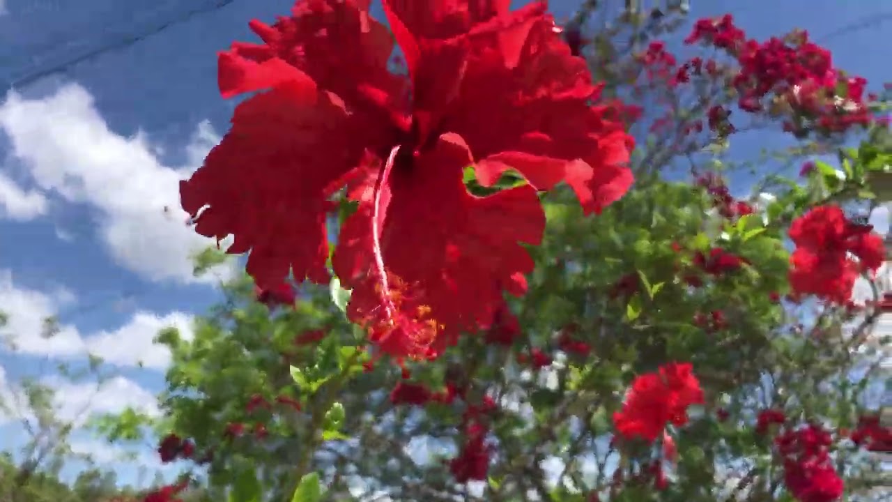 Como está o tempo hoje 🌺🌼🌸🙏
