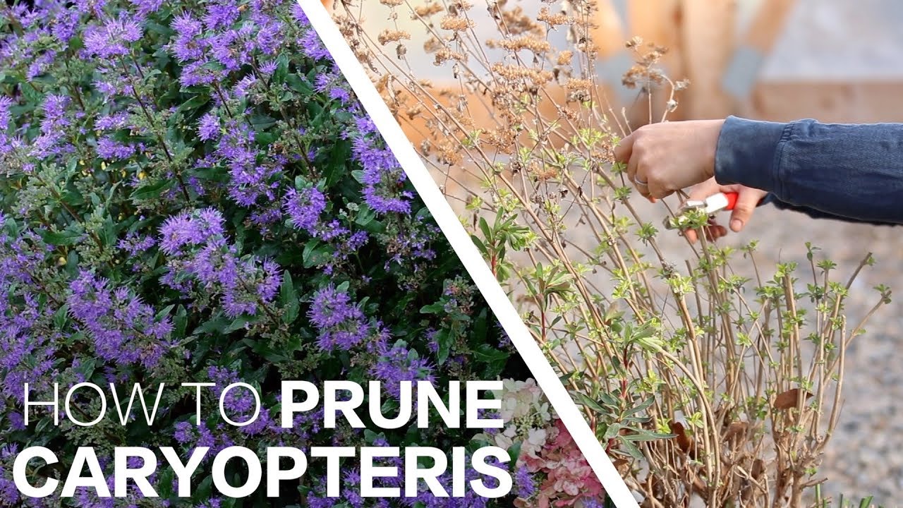Pruning Caryopteris! ✂️🌿// Garden Answer