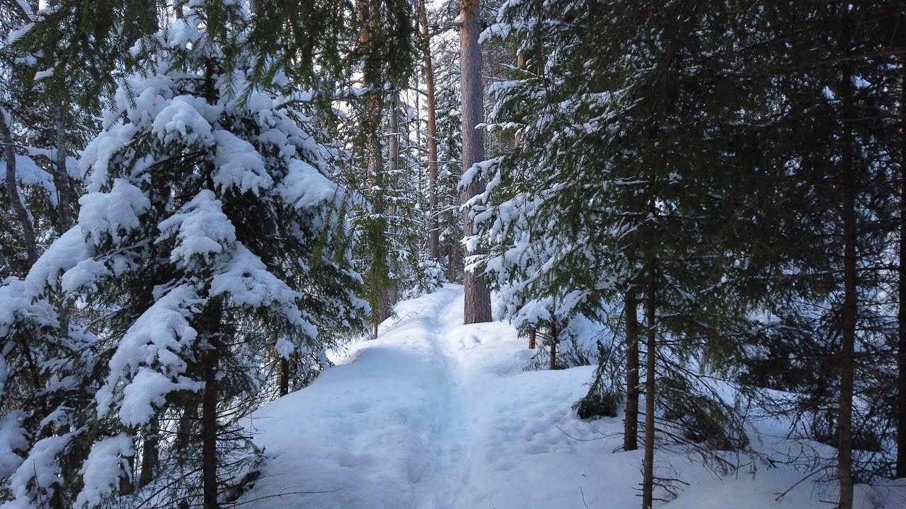 🌲❄️ Winter in a Taiga Forest (Boreal Forest) | ASMR Nature | Walking & Hiking ❄️🌲