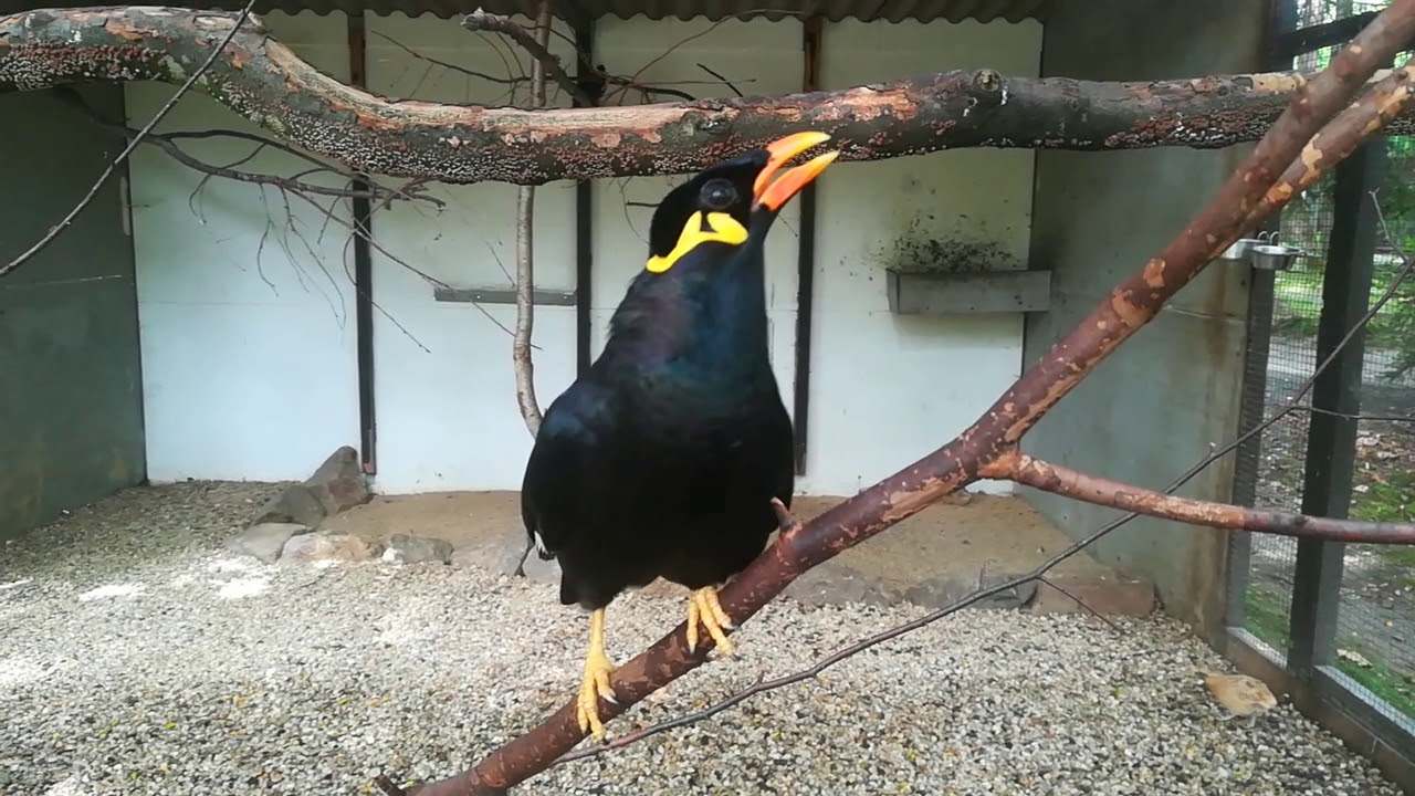 Seawas Beo: The talking bird (Common Hill Myna) speaks Bavarian and German and laughs in Ortenburg.