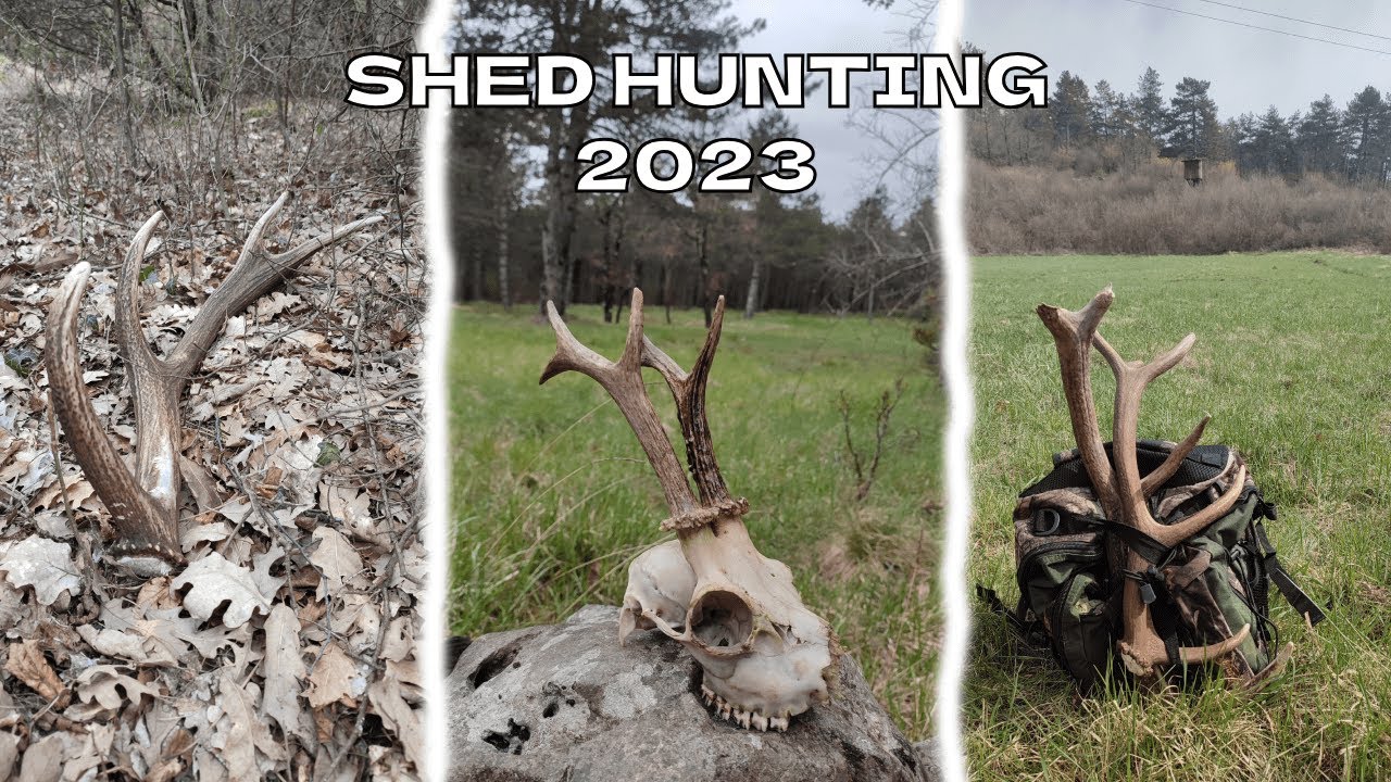 Red stag shed hunting 2023 (full video) #zrzuty #shedhunting #antlers