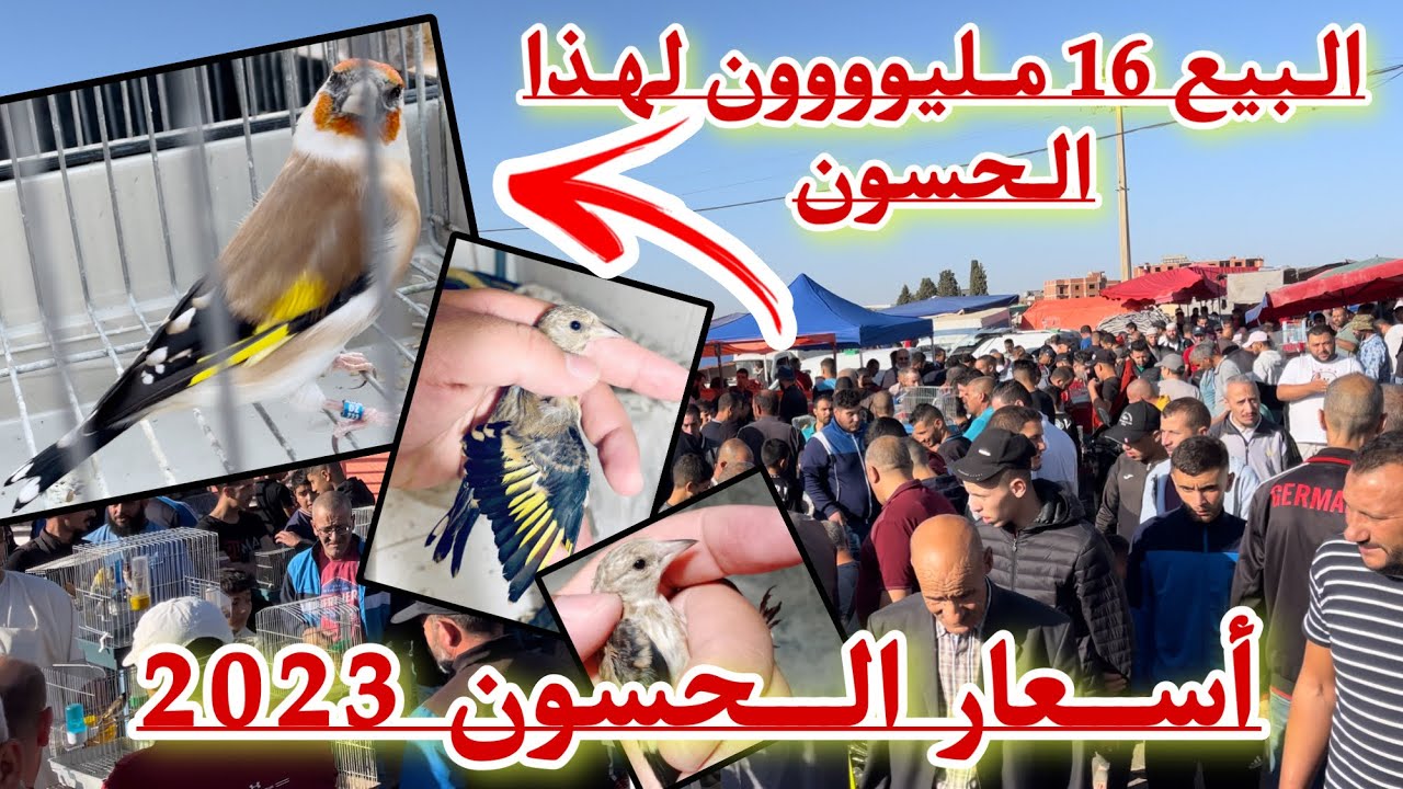 حسون بسعر 16 مليووون شاهد الأسعار  الجديدة للحسون من هذا السوق / أغلى الحساسين تباع هنا 💰💰