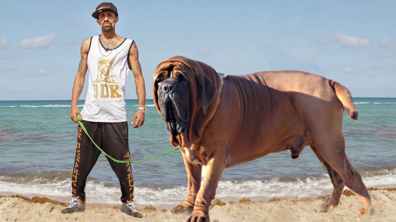 Top 10 Behemoth Mastiff Dog Breeds