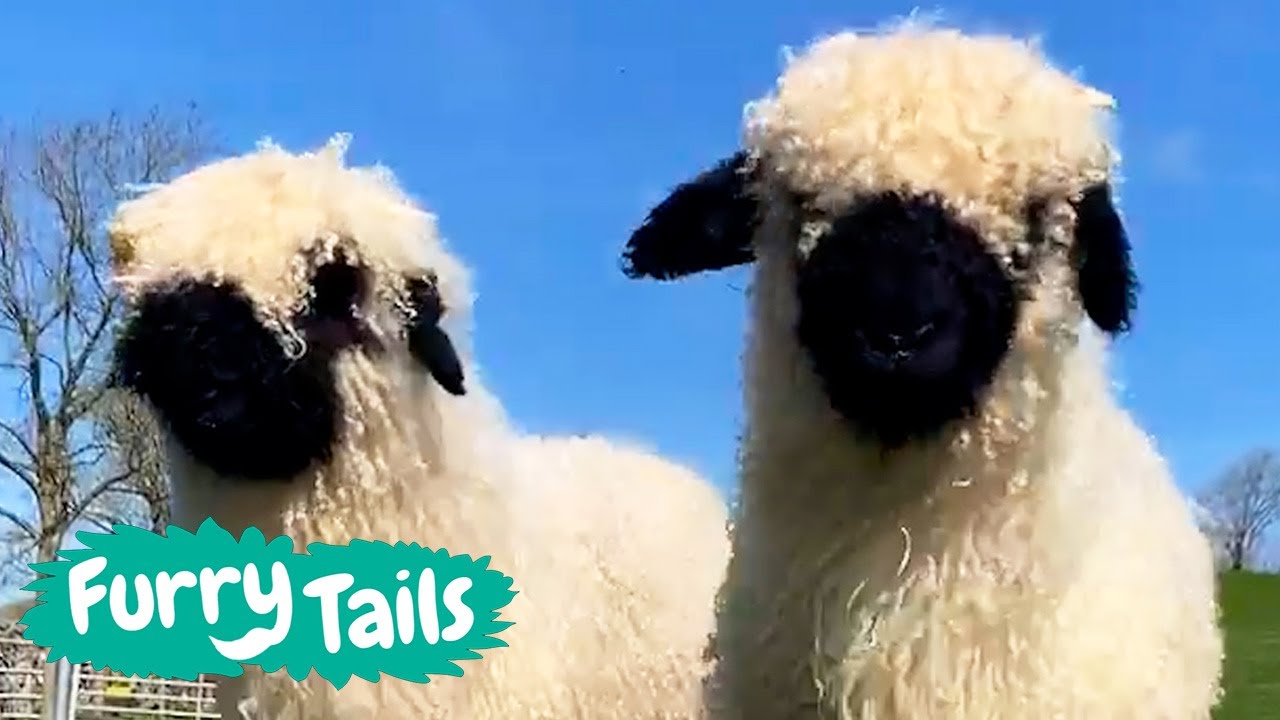 Valais Blacknose Sheep 🐑