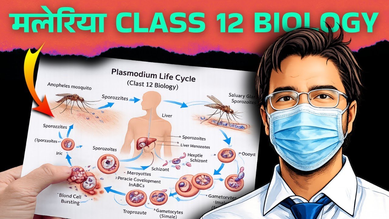 Plasmodium Vivax Life Cycle | Malaria Class 12 biology | Human Health and Diseases 
