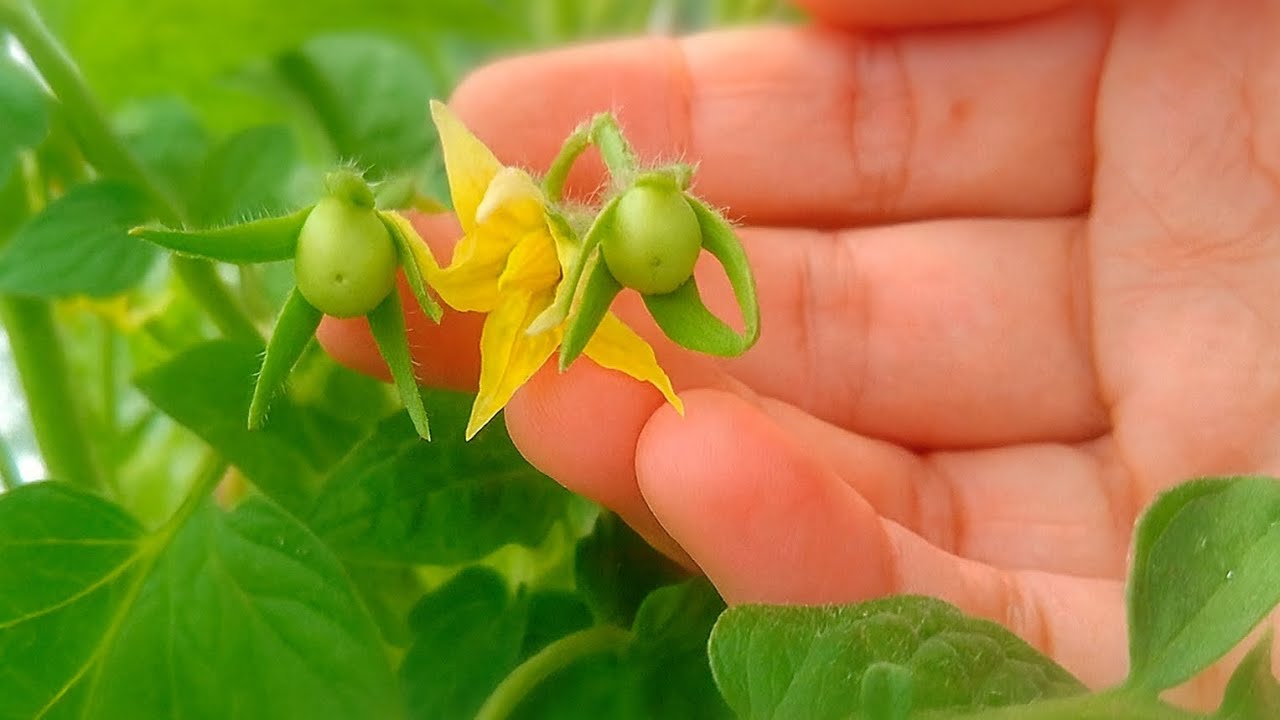 How to Hand-Pollinate Tomato Flowers?