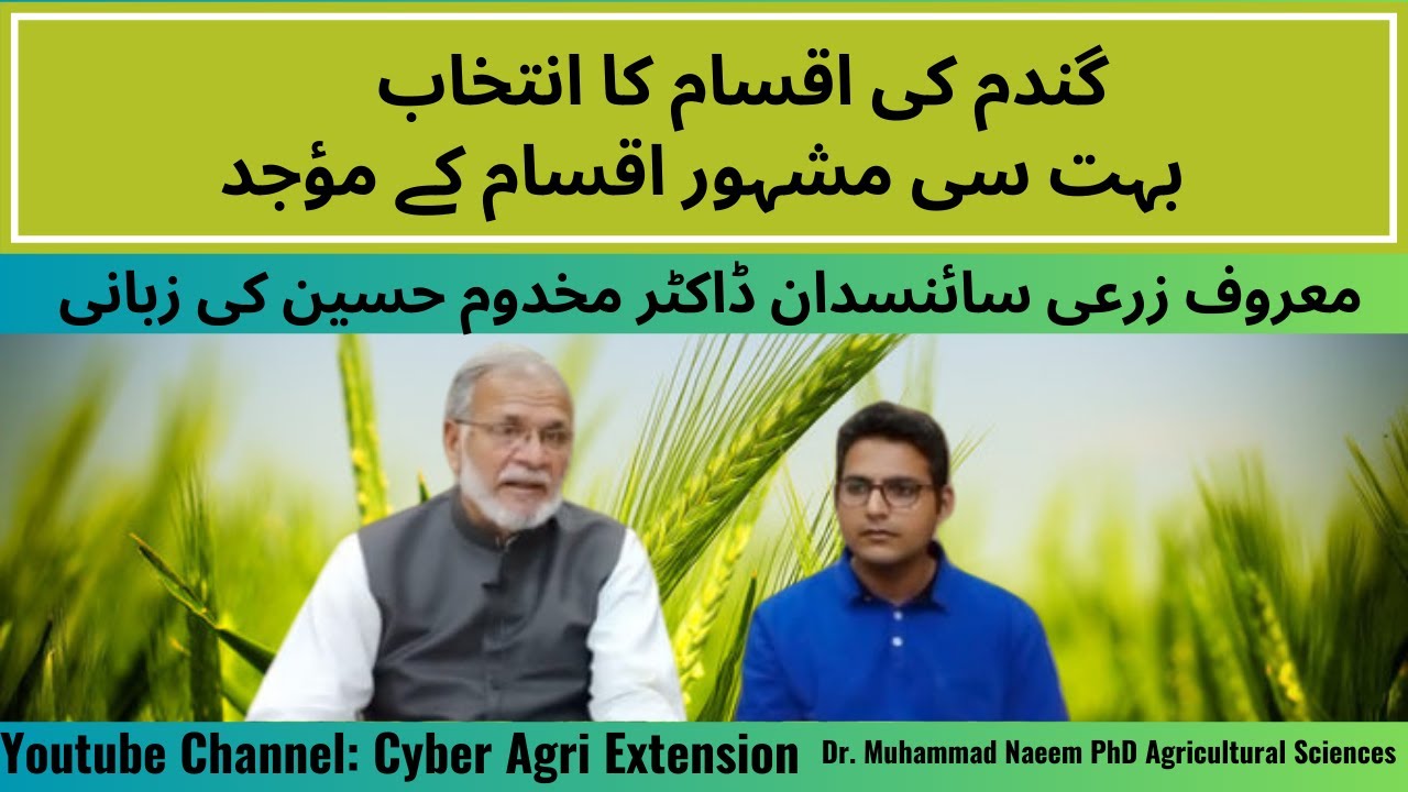 Choosing the Best Wheat Varieties for Maximum Yields in 2023@CyberAgriExtension 75-80 maund/ac yield