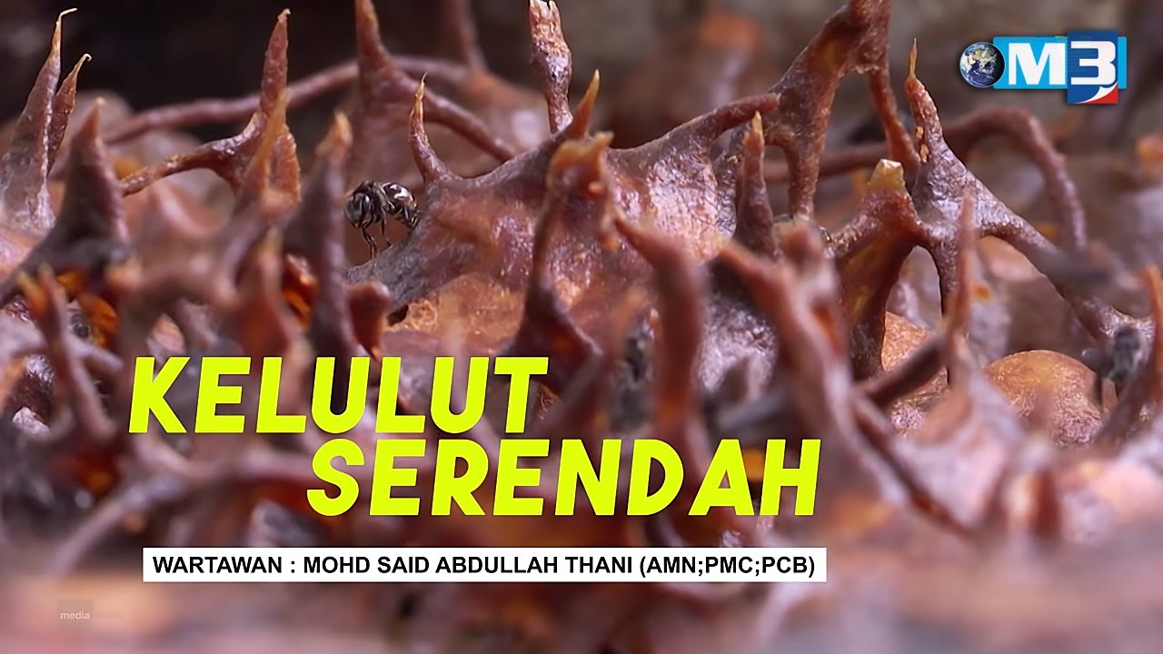 Majalah 3 (2021) | Mon, Apr 12