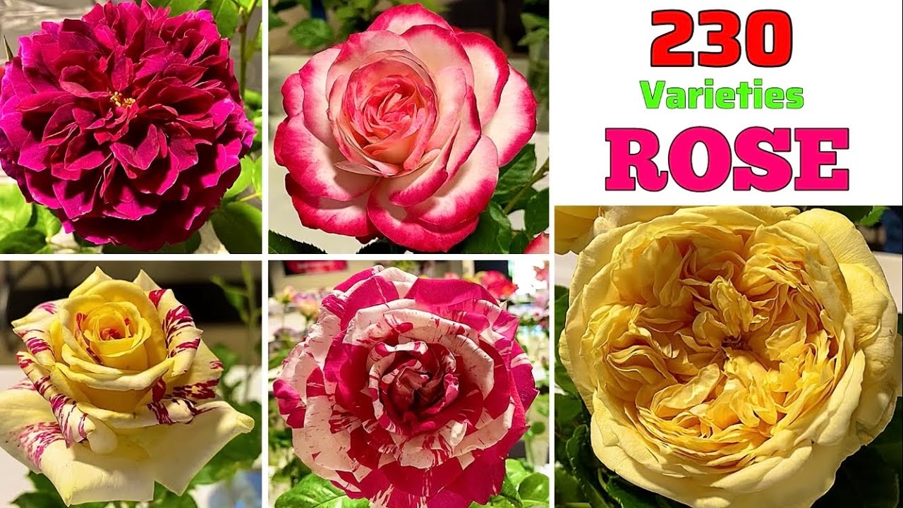 🔴230 ROSE Varieties｜Best ROSE Plant Varieties with Identification from A to Z