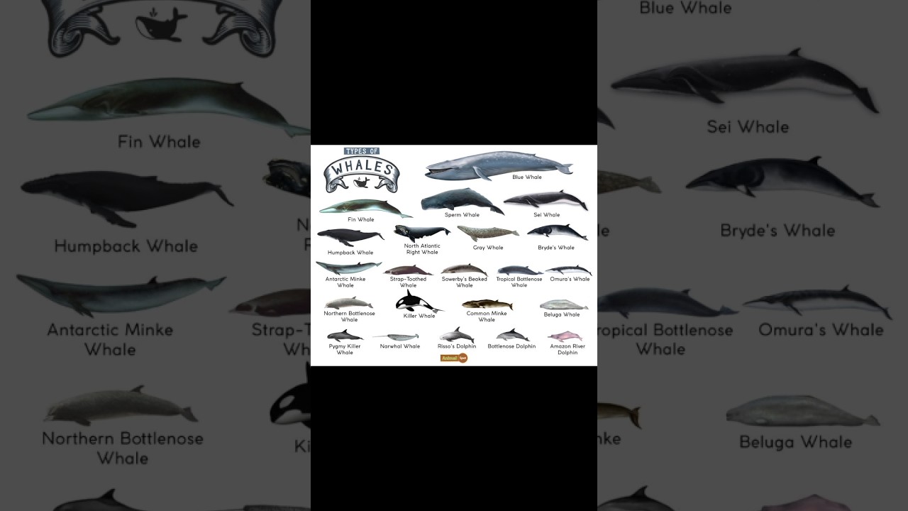 Humpback Whale | Type of whales #shorts