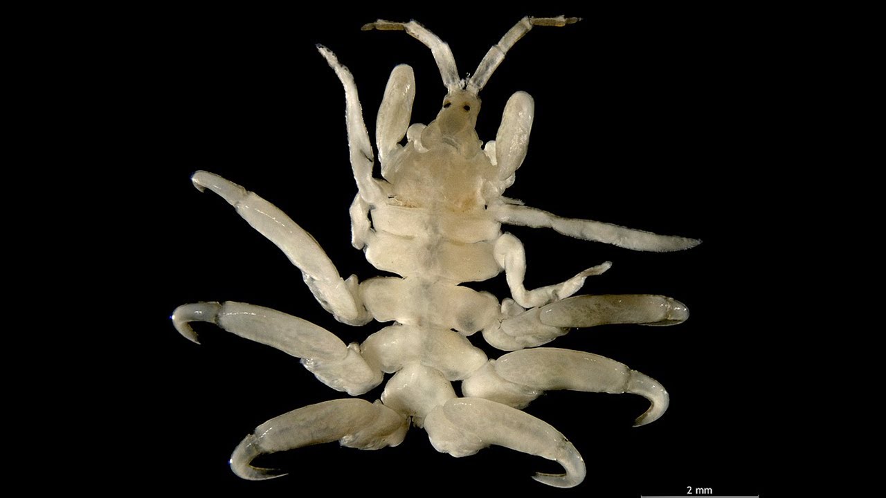 Facts: Whale Lice