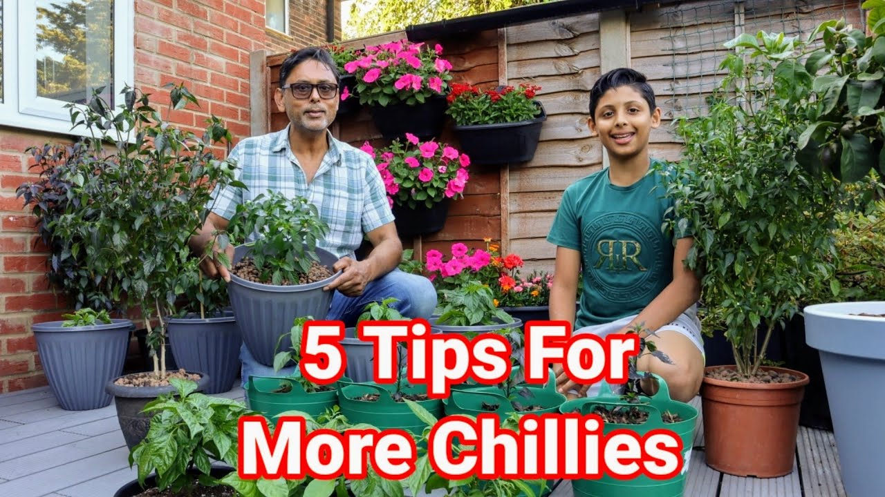 Tips To Get : More Chillies from Chilli plants | Ali Raja Garden Tour