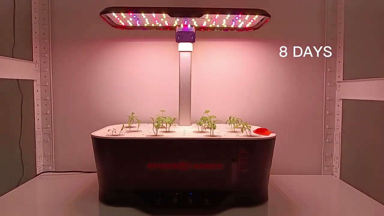 Выращивание кинзы Промежуток времени | Гидропонная система выращивания Spider Farmer Smart G12