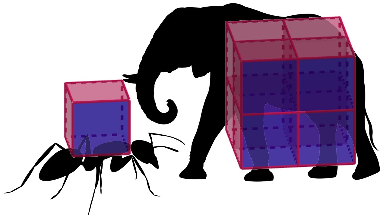 La loi surface-volume, ou l'origine des oreilles de l'éléphant et de la force de la fourmi.