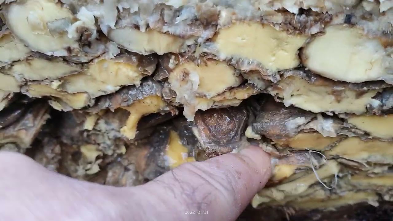 ziemniaki kiszone dla byków