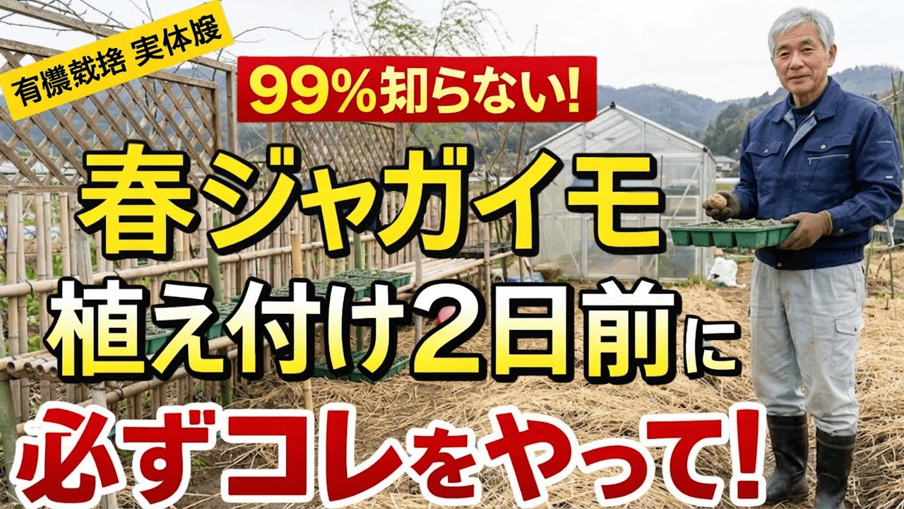 【99％の家庭菜園が知らない】【春ジャガイモ】たった2日前の準備でここまで変わる 種芋づくり完全解説【保存版】【春ジャガイモ】【種芋準備】【家庭菜園】